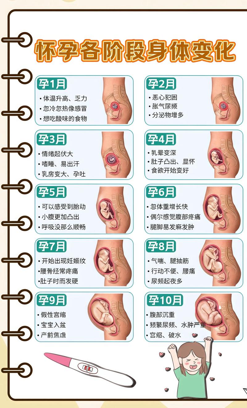 揭秘供卵代孕妈妈怀孕小腹分两节，孕期变化的奥秘丰满代生机构: